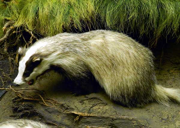 Dachs_Biozentrum-Hamburg