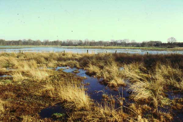 Moorueberschwemmungsflaechen